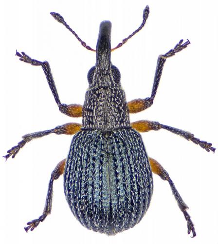 Oryxolaemus flavifemoratus